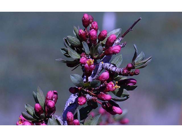 Prunus andersonii (Desert peach) #72637