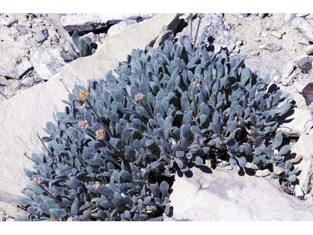 Eriogonum crosbyae (Crosby's buckwheat) #51592