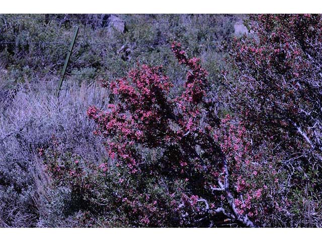 Prunus andersonii (Desert peach) #72638