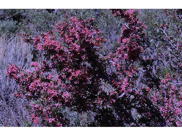 Prunus andersonii (Desert peach) #72639