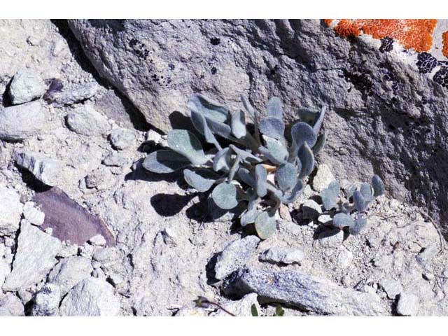 Eriogonum crosbyae (Crosby's buckwheat) #51593
