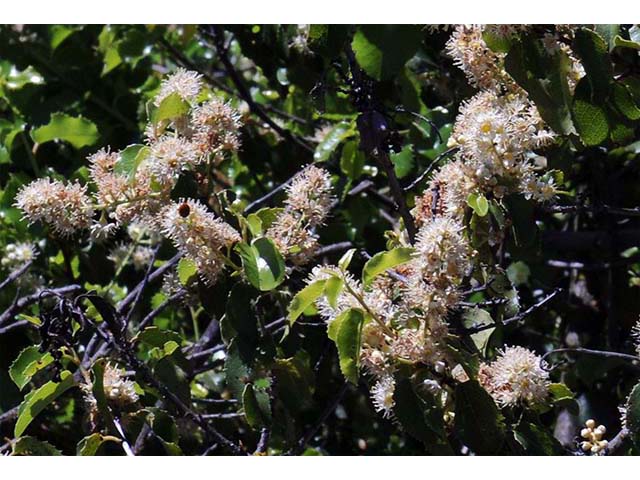 Prunus ilicifolia ssp. ilicifolia (Hollyleaf cherry) #72653