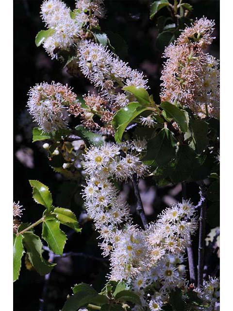 Prunus ilicifolia ssp. ilicifolia (Hollyleaf cherry) #72656