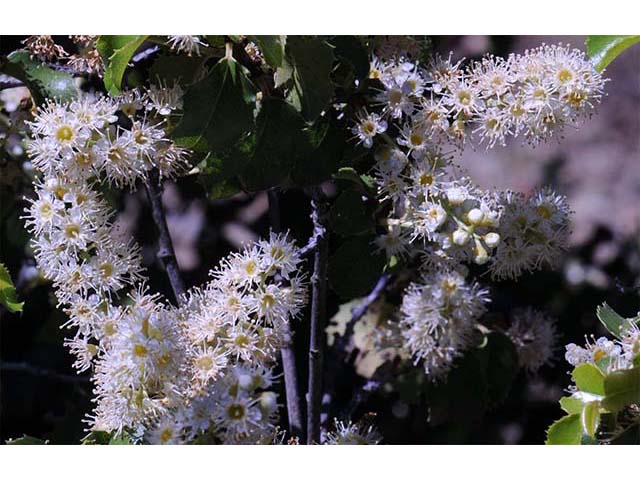 Prunus ilicifolia ssp. ilicifolia (Hollyleaf cherry) #72657