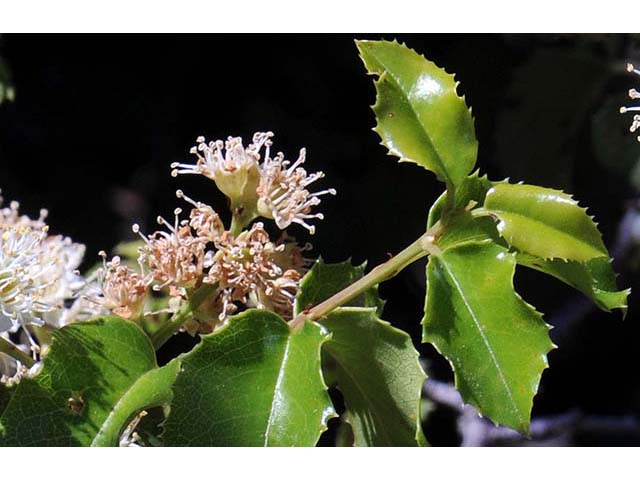 Prunus ilicifolia ssp. ilicifolia (Hollyleaf cherry) #72659