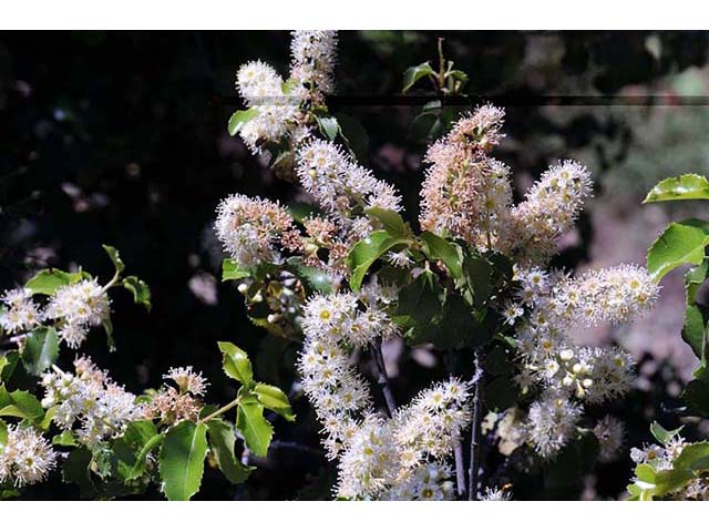 Prunus ilicifolia ssp. ilicifolia (Hollyleaf cherry) #72660