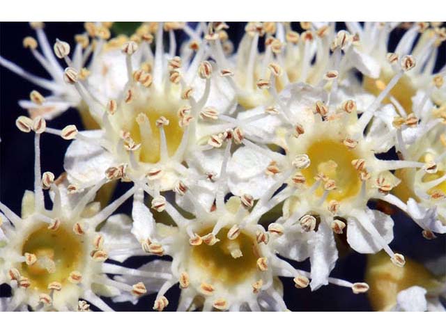 Prunus ilicifolia ssp. ilicifolia (Hollyleaf cherry) #72664