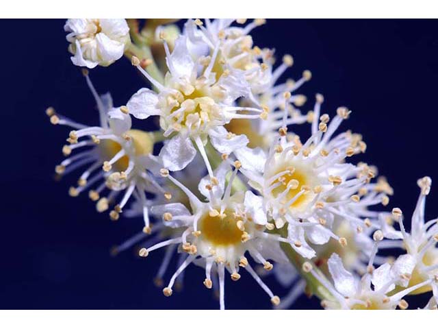 Prunus ilicifolia ssp. ilicifolia (Hollyleaf cherry) #72667