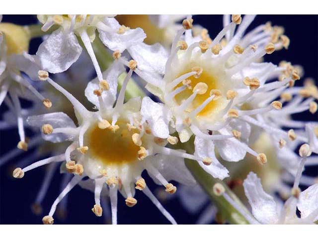 Prunus ilicifolia ssp. ilicifolia (Hollyleaf cherry) #72669