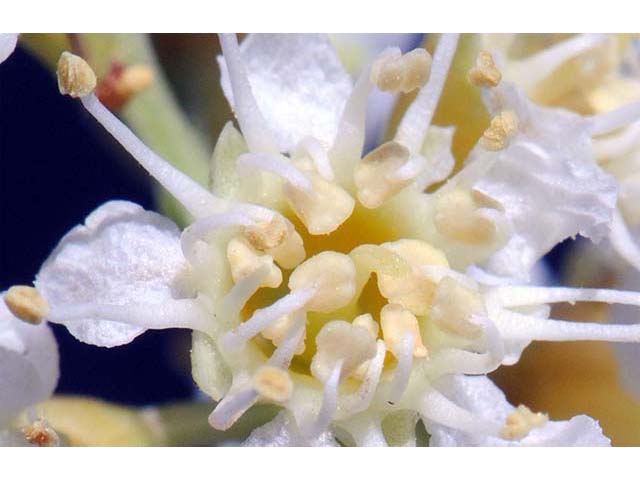 Prunus ilicifolia ssp. ilicifolia (Hollyleaf cherry) #72670
