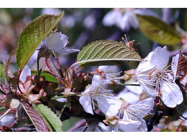 Prunus pensylvanica (Pin cherry) #72692
