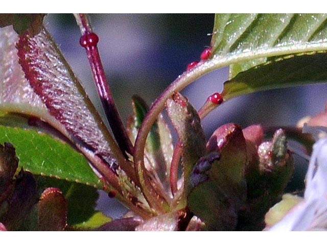 Prunus pensylvanica (Pin cherry) #72693