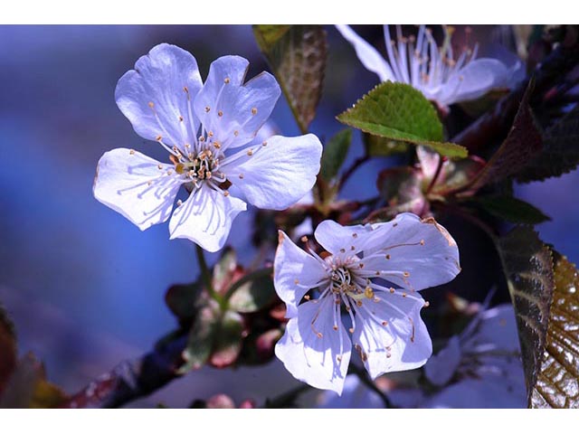 Prunus pensylvanica (Pin cherry) #72695