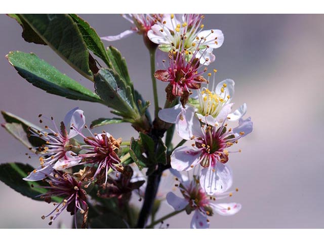 Prunus pumila var. besseyi (Western sandcherry) #72705