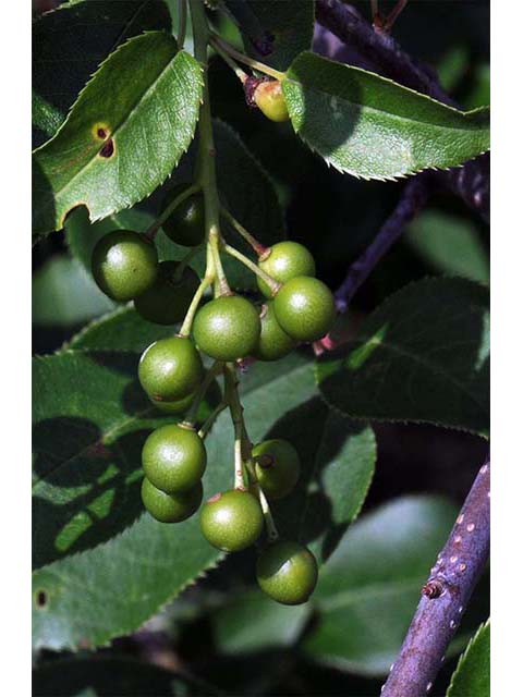 Prunus virginiana var. virginiana (Chokecherry) #72733