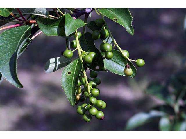 Prunus virginiana var. virginiana (Chokecherry) #72734