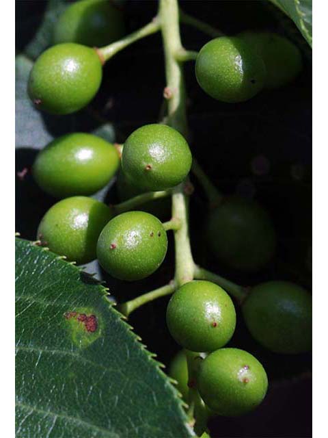 Prunus virginiana var. virginiana (Chokecherry) #72736