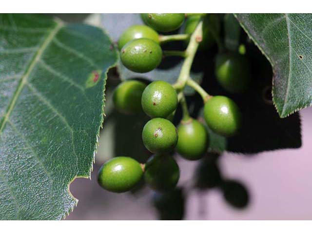 Prunus virginiana var. virginiana (Chokecherry) #72738