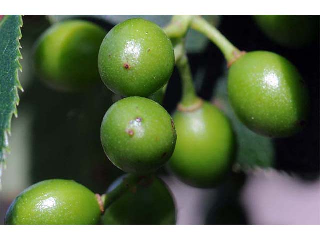 Prunus virginiana var. virginiana (Chokecherry) #72739