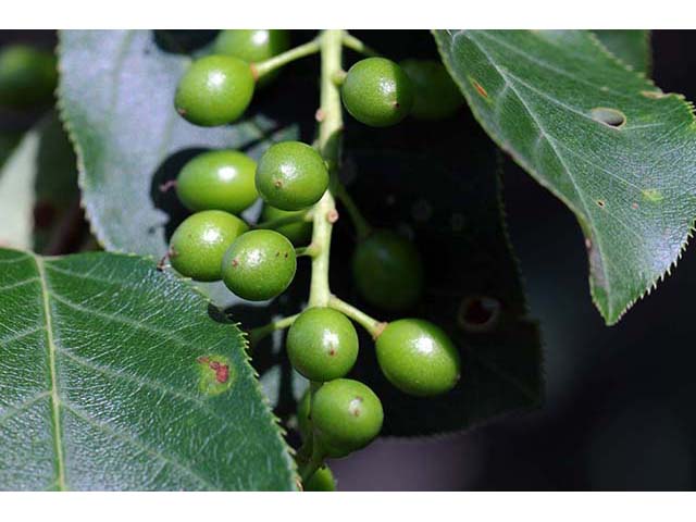 Prunus virginiana (Chokecherry) #72753