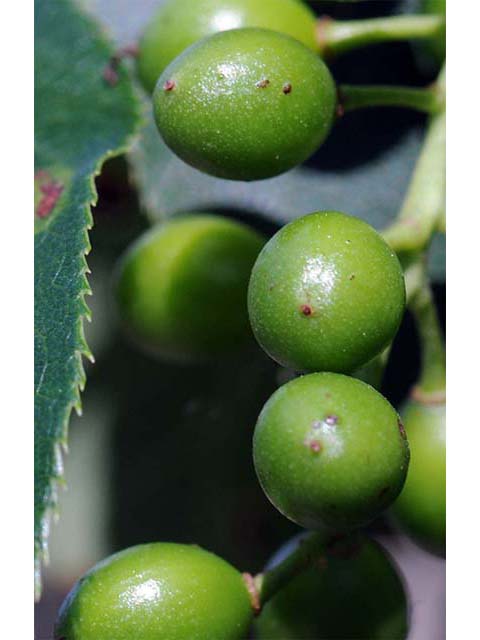 Prunus virginiana (Chokecherry) #72756