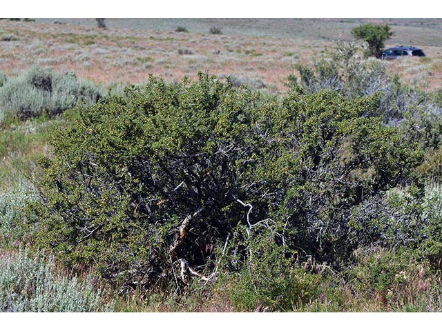 Purshia glandulosa (Desert bitterbrush) #72757