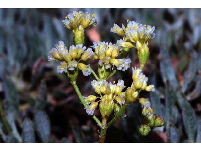 Eriogonum cusickii (Cusick's buckwheat) #51604