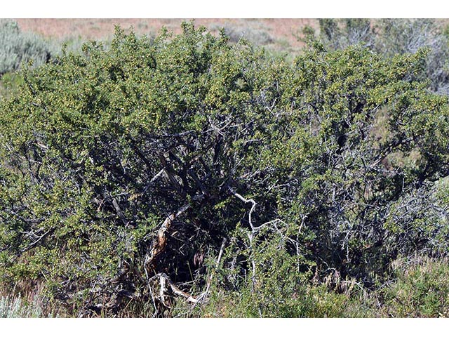 Purshia glandulosa (Desert bitterbrush) #72758
