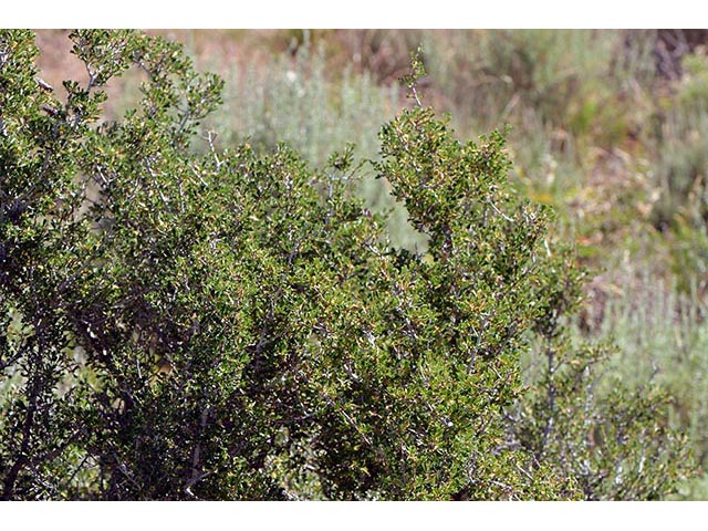 Purshia glandulosa (Desert bitterbrush) #72759