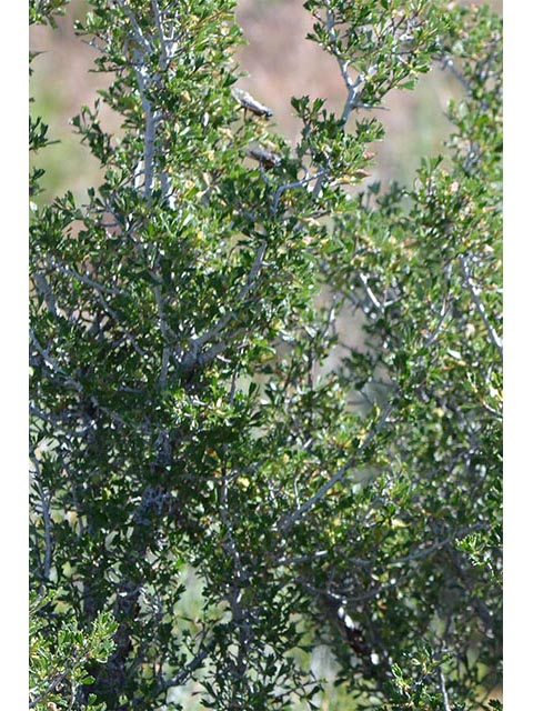 Purshia glandulosa (Desert bitterbrush) #72760