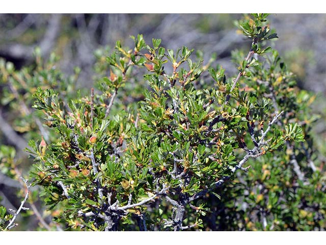 Purshia glandulosa (Desert bitterbrush) #72761