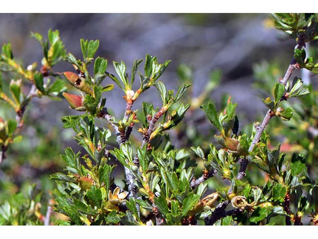 Purshia glandulosa (Desert bitterbrush) #72762