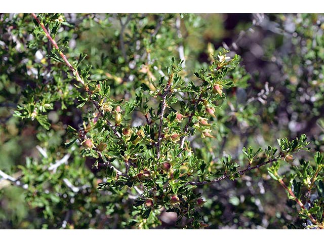 Purshia glandulosa (Desert bitterbrush) #72763