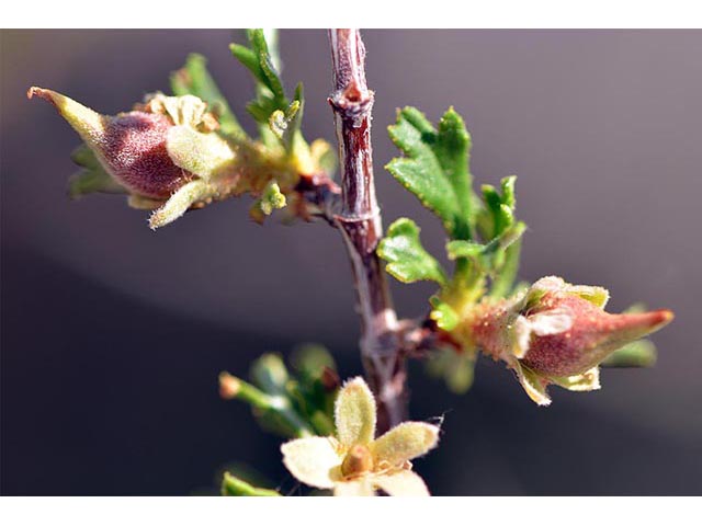 Purshia glandulosa (Desert bitterbrush) #72765