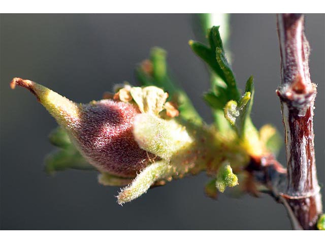 Purshia glandulosa (Desert bitterbrush) #72766