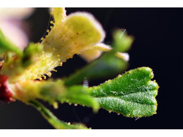 Purshia glandulosa (Desert bitterbrush) #72767