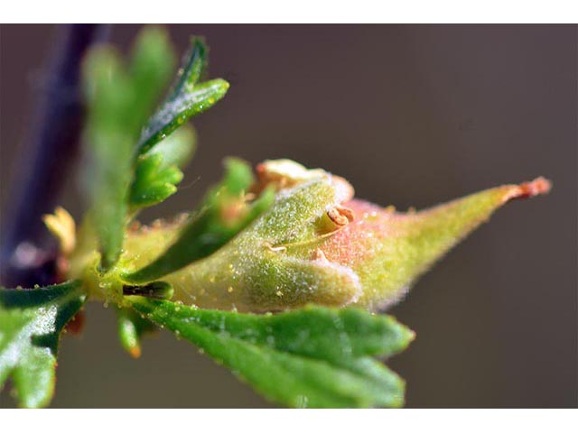 Purshia glandulosa (Desert bitterbrush) #72768