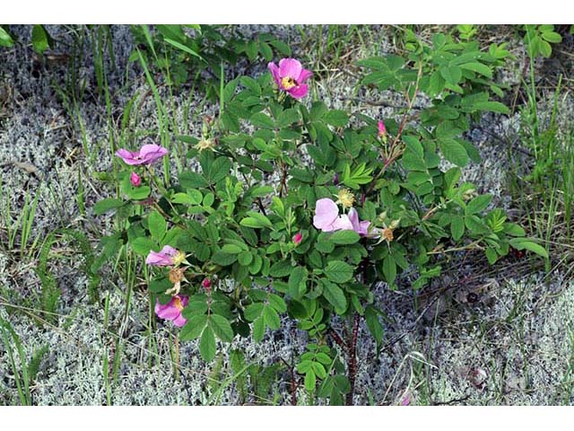Rosa acicularis ssp. sayi (Prickly rose) #72769