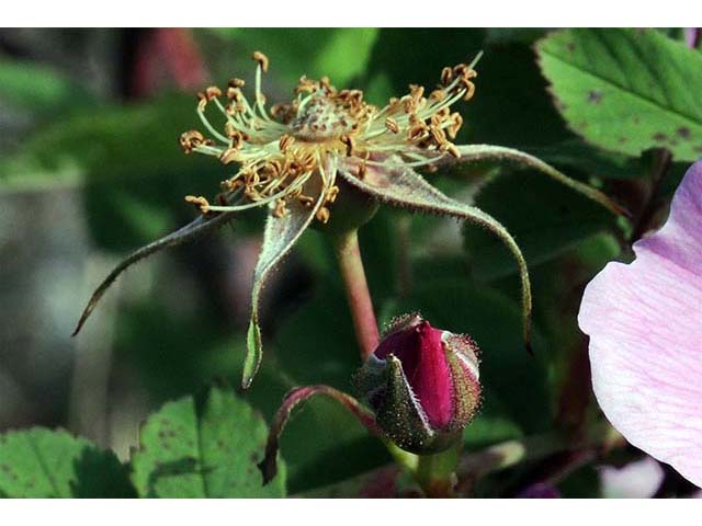 Rosa acicularis ssp. sayi (Prickly rose) #72776