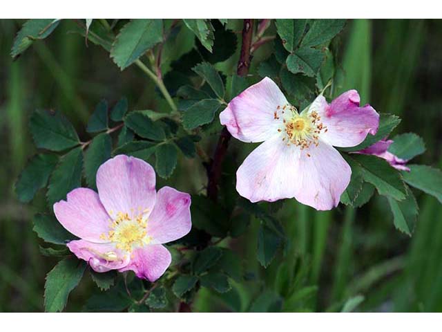Rosa woodsii var. woodsii (Woods' rose) #72787