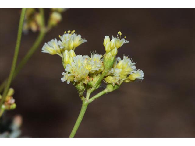 Eriogonum cusickii (Cusick's buckwheat) #51607