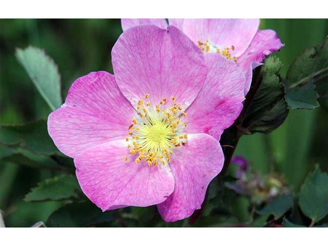 Rosa woodsii var. woodsii (Woods' rose) #72789