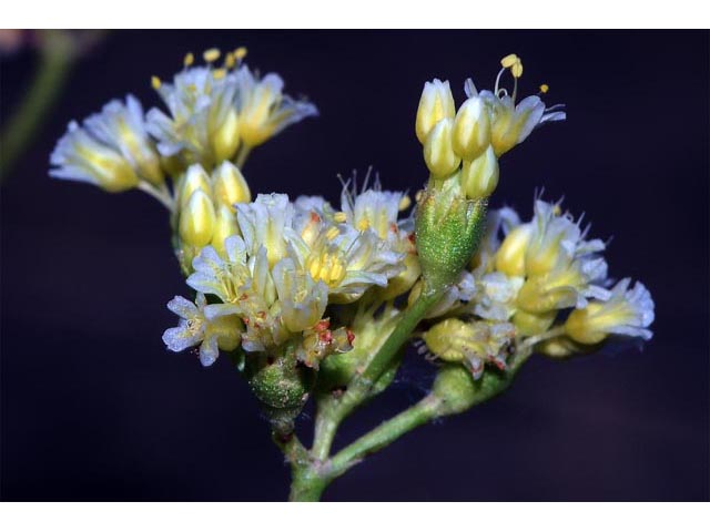 Eriogonum cusickii (Cusick's buckwheat) #51608