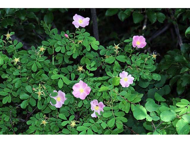 Rosa woodsii var. woodsii (Woods' rose) #72798