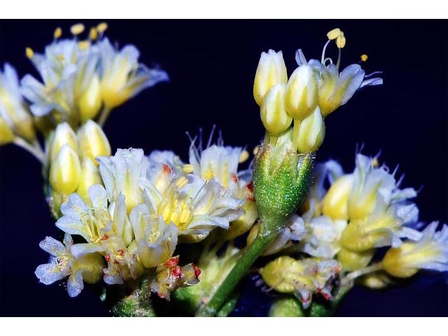 Eriogonum cusickii (Cusick's buckwheat) #51609