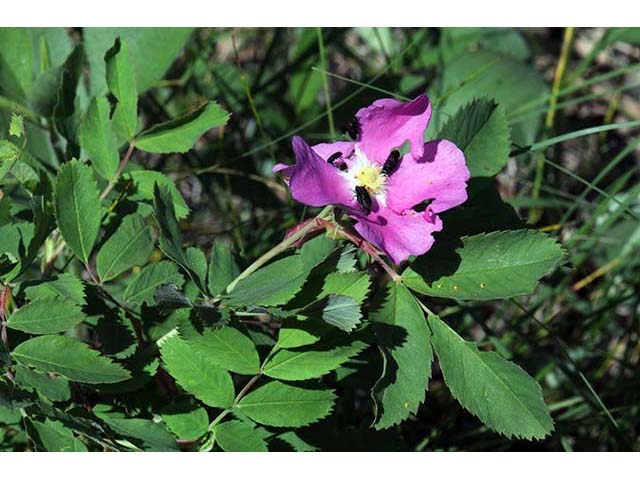 Rosa woodsii (Woods' rose) #72814