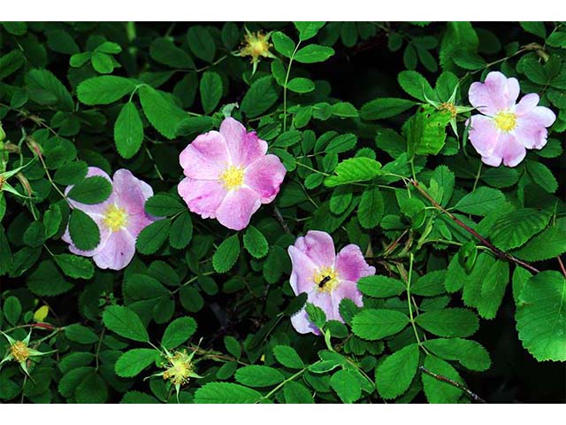 Rosa woodsii (Woods' rose) #72822