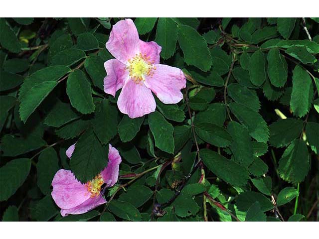 Rosa woodsii (Woods' rose) #72823