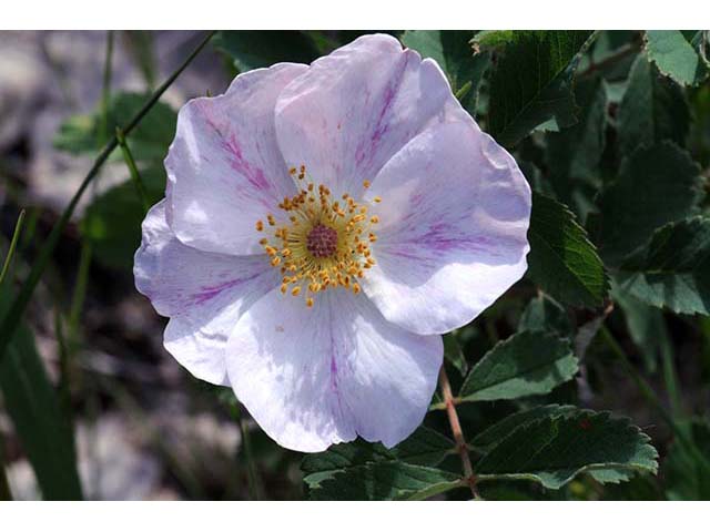 Rosa woodsii (Woods' rose) #72825