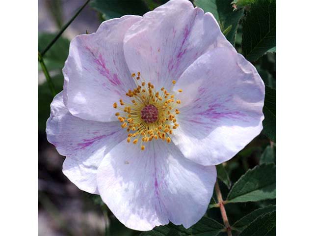 Rosa woodsii (Woods' rose) #72827